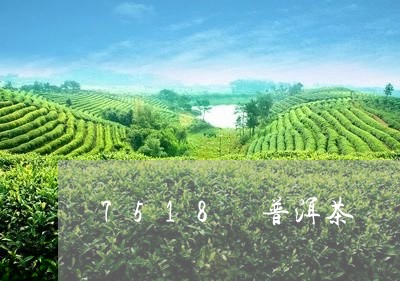 7518 普洱茶/2023041289370